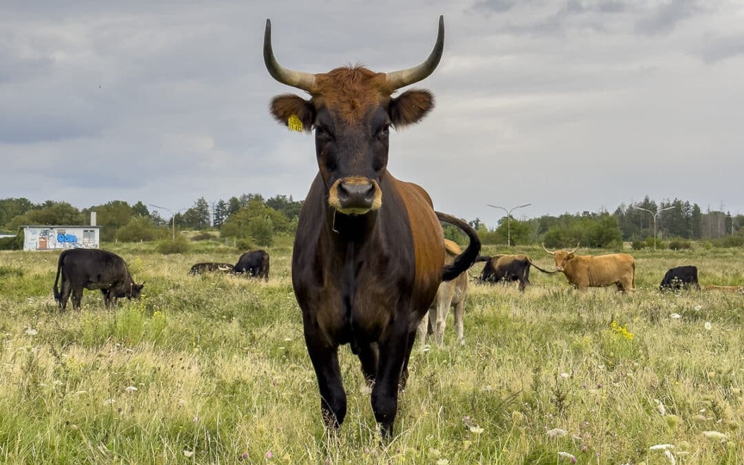 Video, Fotos und Social Media für Sauerland Waldroute